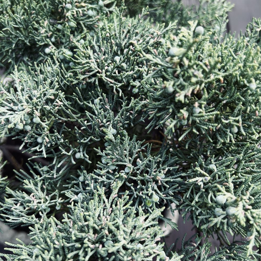 Bonsai z jałowca w recznie wykonanej betonowej donicy
