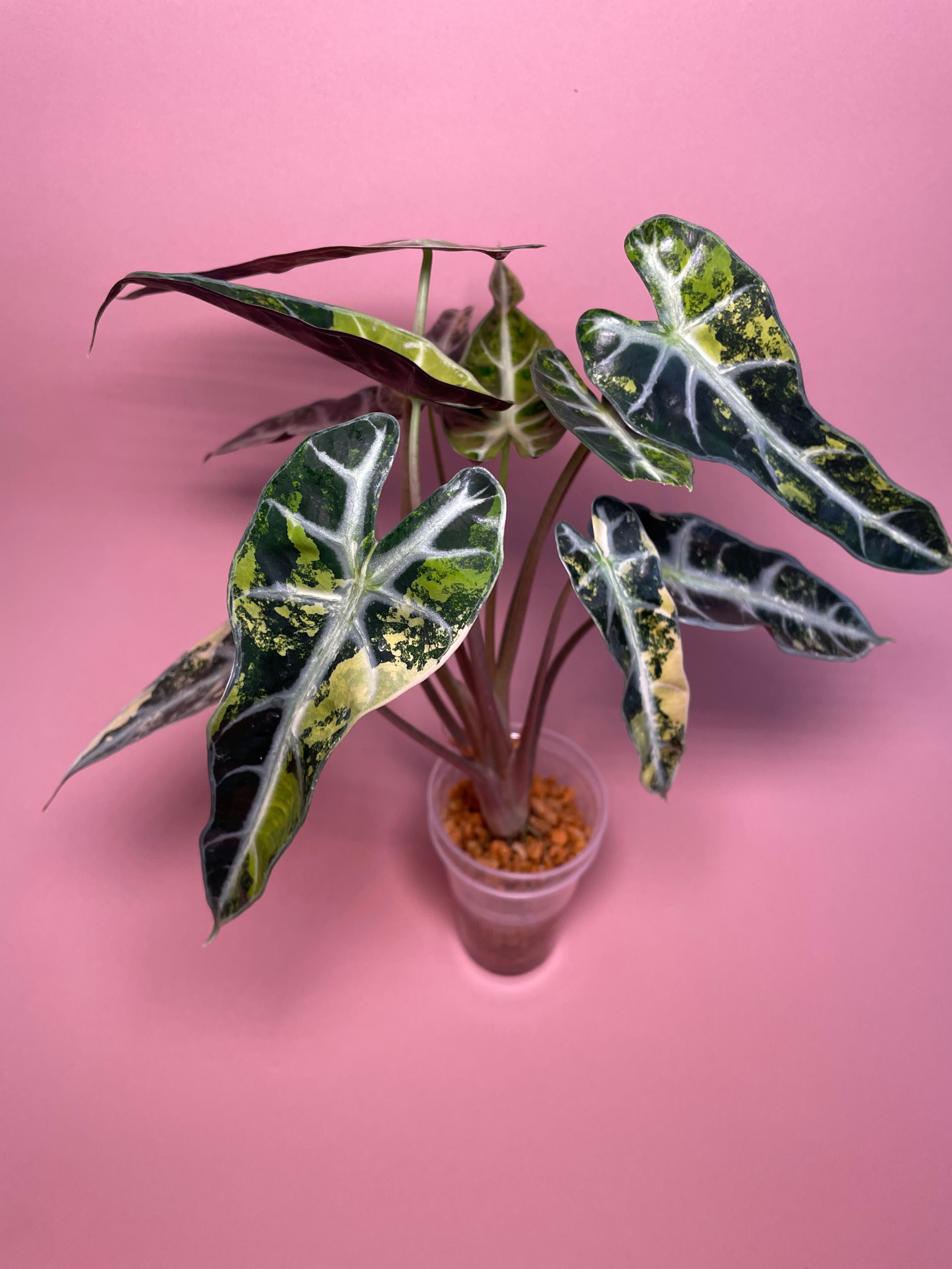 Bulwa Alokazja Polly Variegata i Bambino Aurea