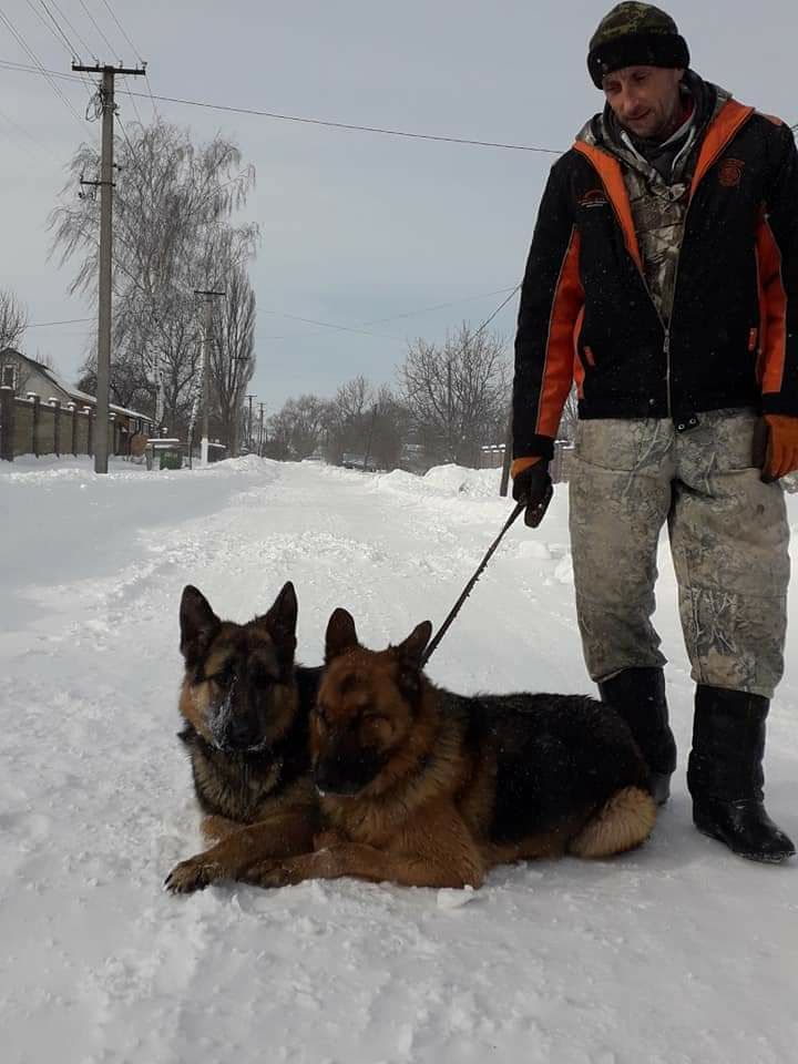 Продам цуценят німецької вівчарки