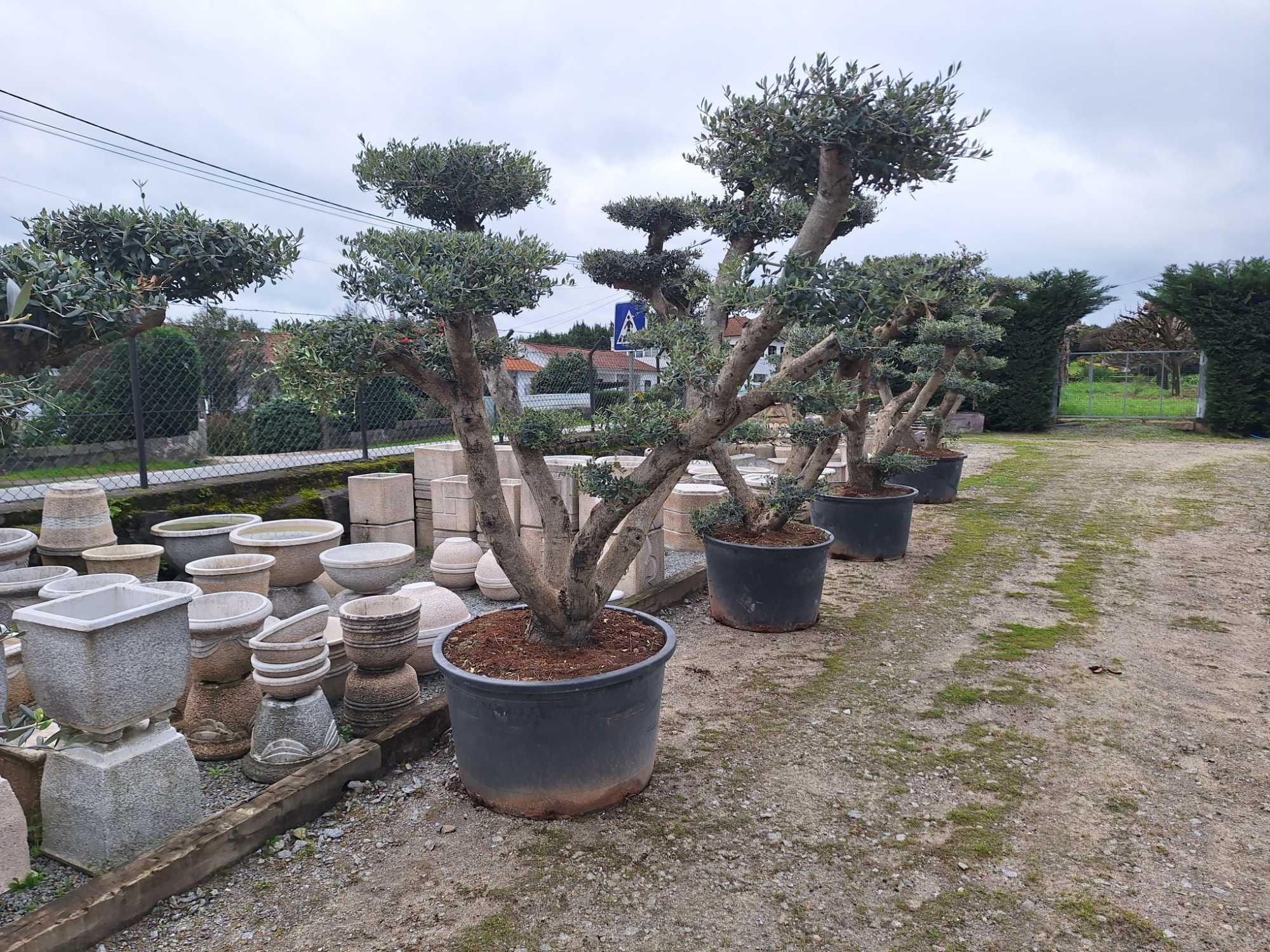 Oliveiras bonsai