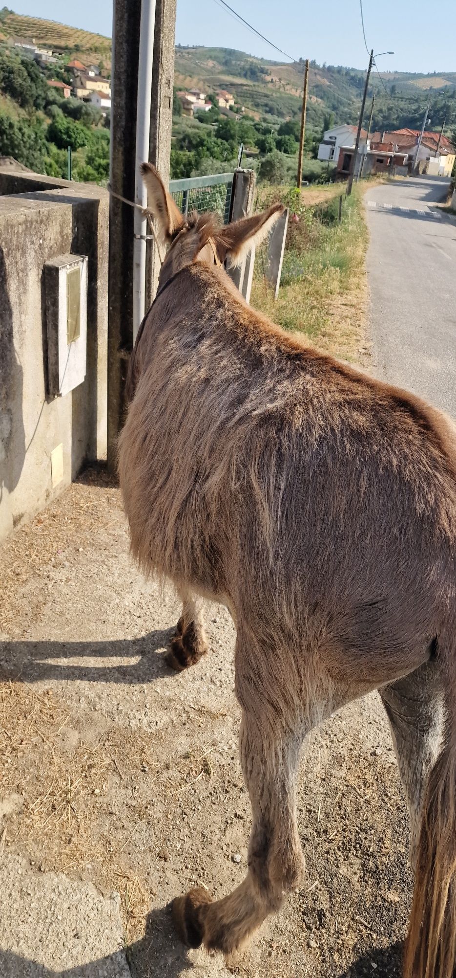 Burro capado 5 anos