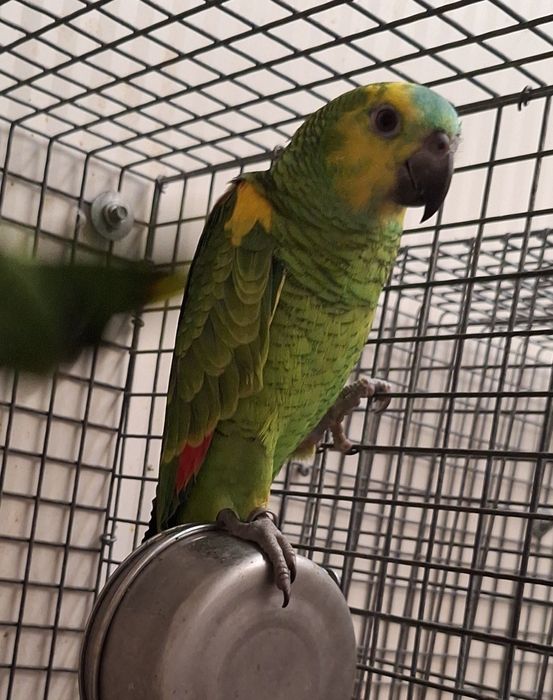 Amazona aestiva xanthopteryx