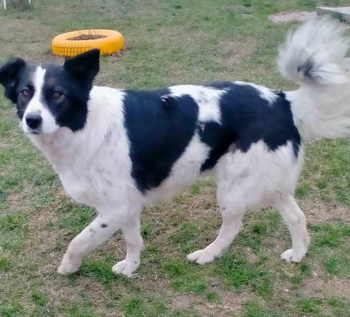 Тіна в добрі руки