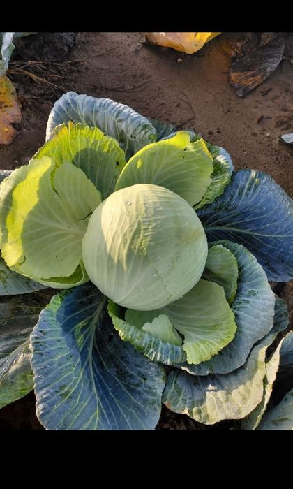 Witam serdecznie, zapraszam na samozbior kapusty Zdunowo gm.Załuski ,