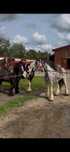 Tinker 5 lat, gypsy cob, irish cob