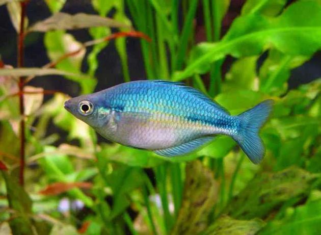 GB (Melanotaenia lacustris) Tęczanka niebieska  - dostawa ryb!