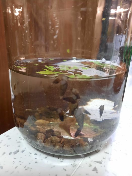 Świderki, ślimaki czyszczące do akwarium