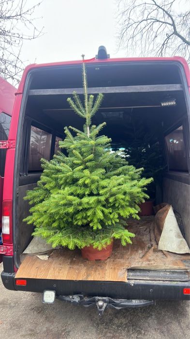 Ялинка в горшику. 1-2м.