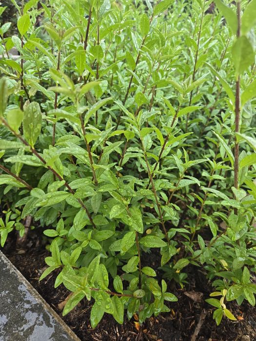 Ligustr zimozielony atrovirens 40cm