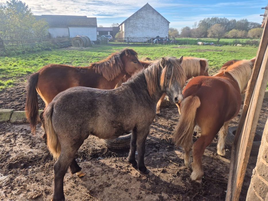 Sprzedam śliczne  kucyki