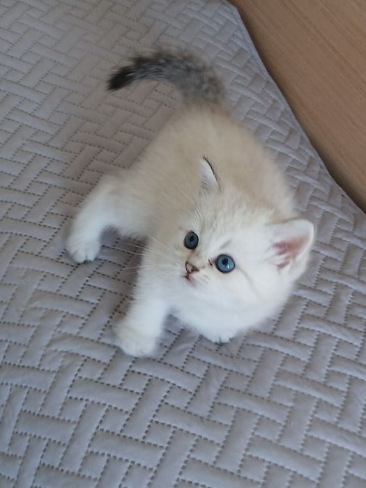 Macho Scottish Straight