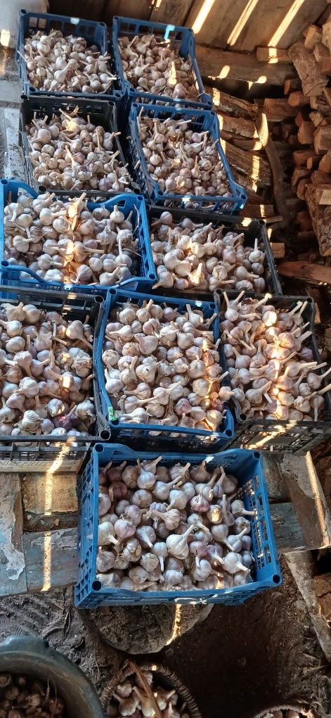 Продам зимовий часник.