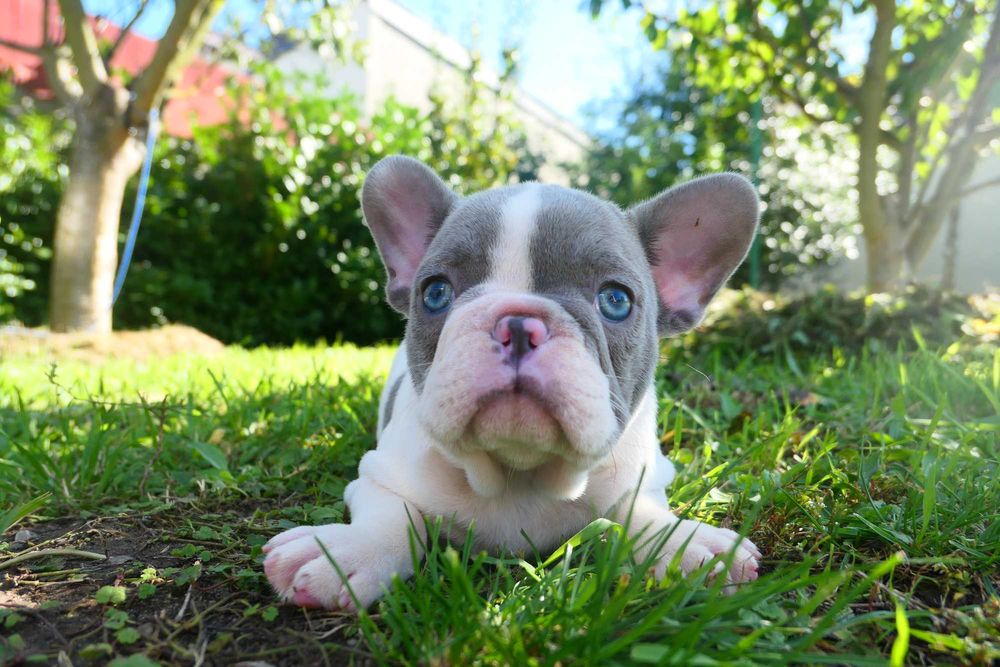 Buldog Francuski Lilac Pied