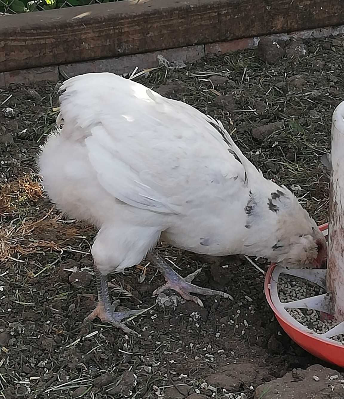 Araucany araucana kura kurka