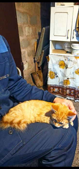 Котенок мальчик бесплатно. Кот. Котик даром. Котята