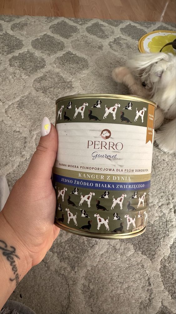 Perro kangur z dynią