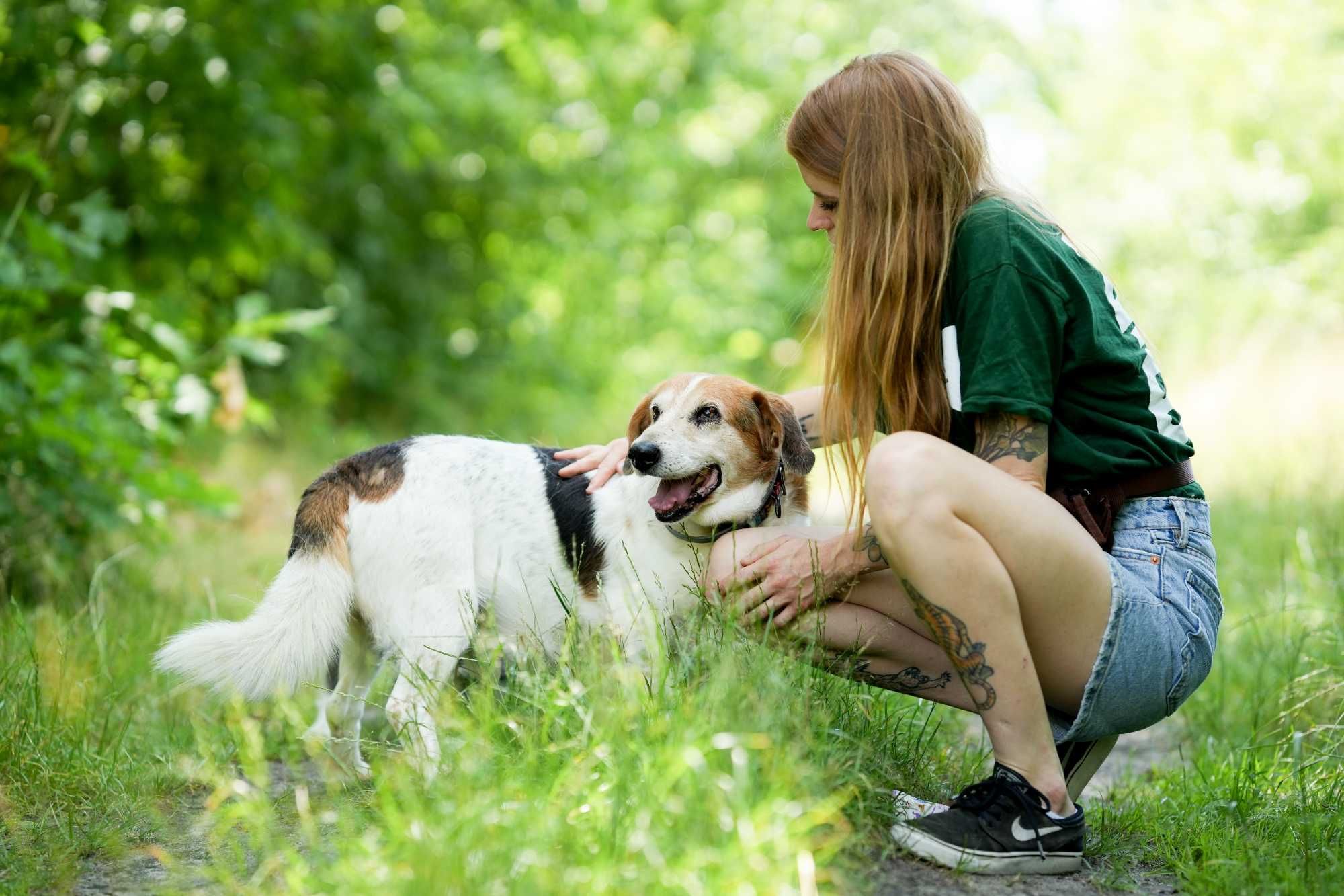 Billy - łagodny i spokojny psi senior do adopcji!
