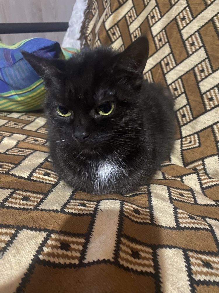 Котики стерилізовані