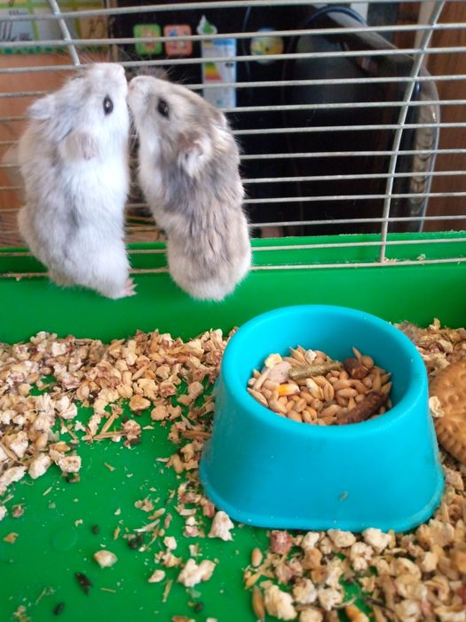 Джунгарский хомяк