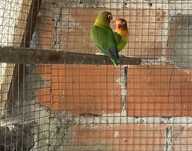 Aves para cedencia