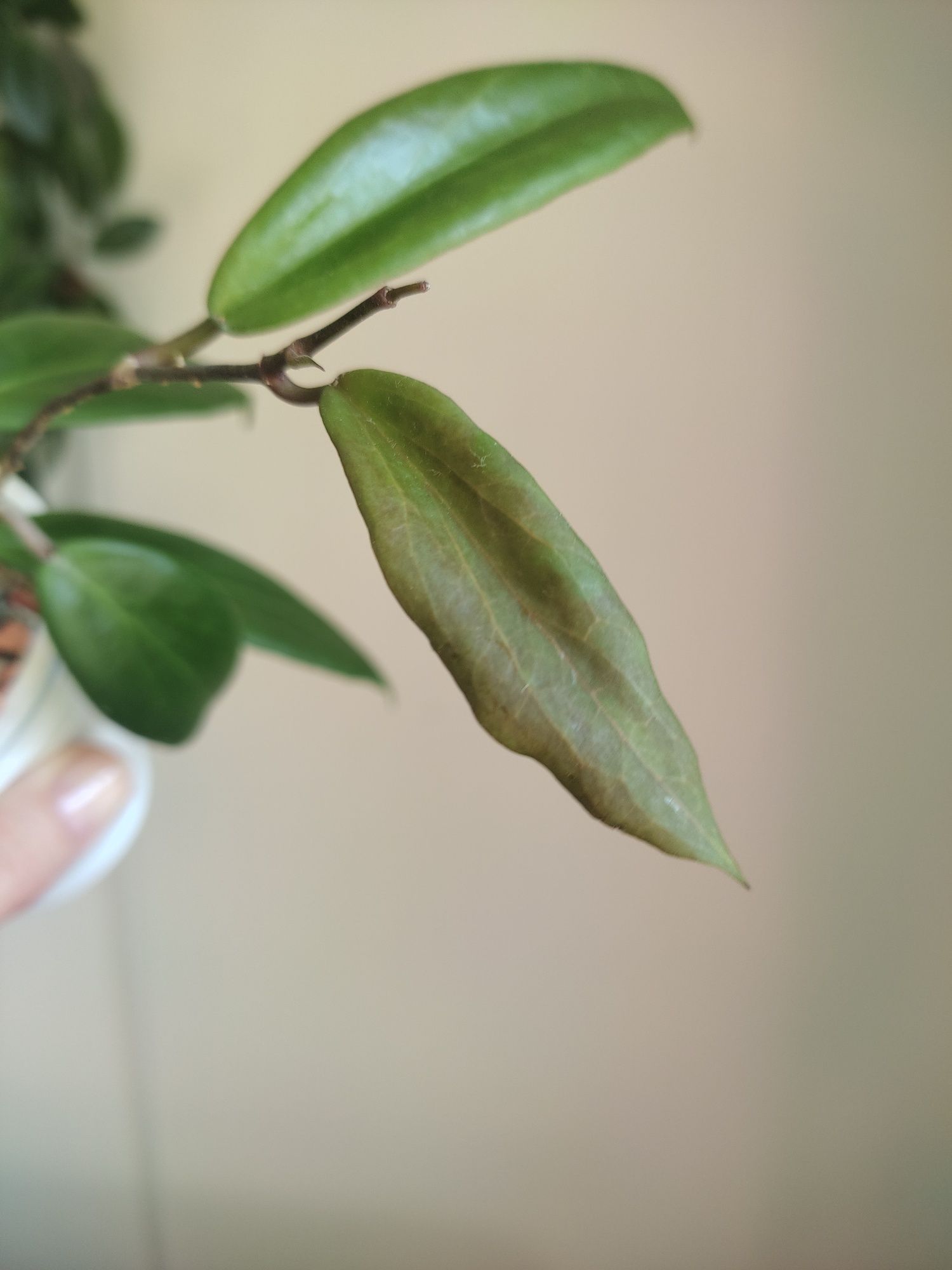 Hoja hoya Ilagiorum Red