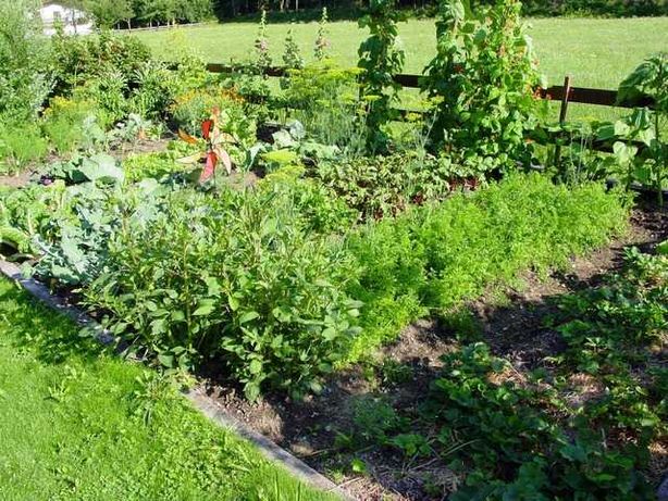 Własny ekologiczny ogródek warzywny na wsi !Wynajem ogródka warzywnego