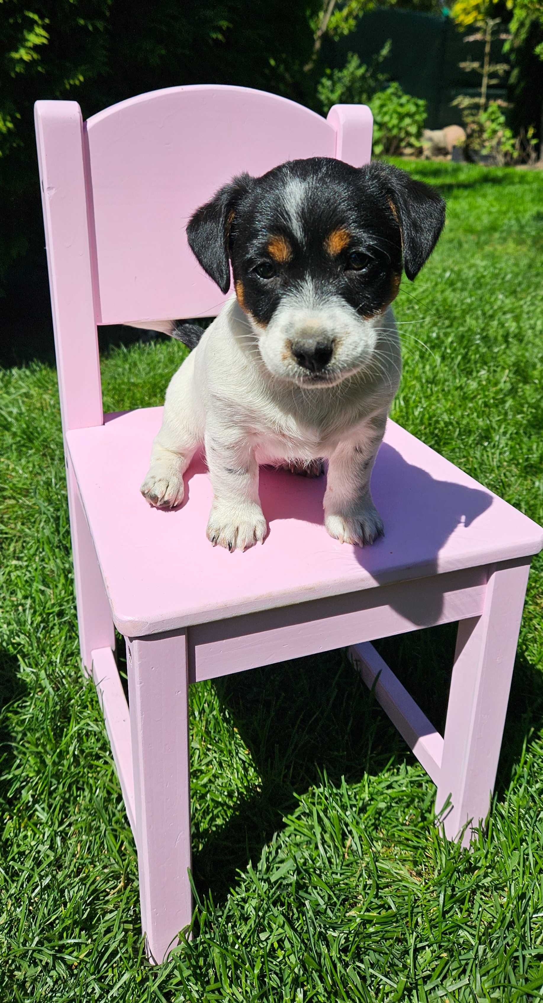 Jack Russell Terrier FCI ZKwP