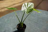 Alocasia Calidora