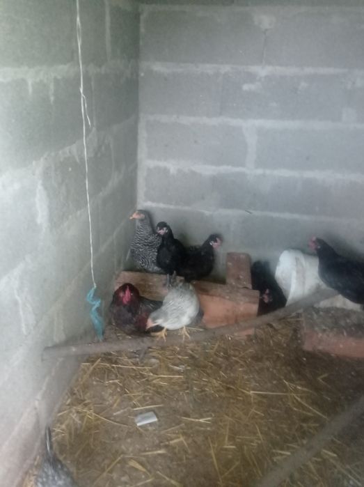 Pintos cruzados de sedosas e cruzados de garnizos