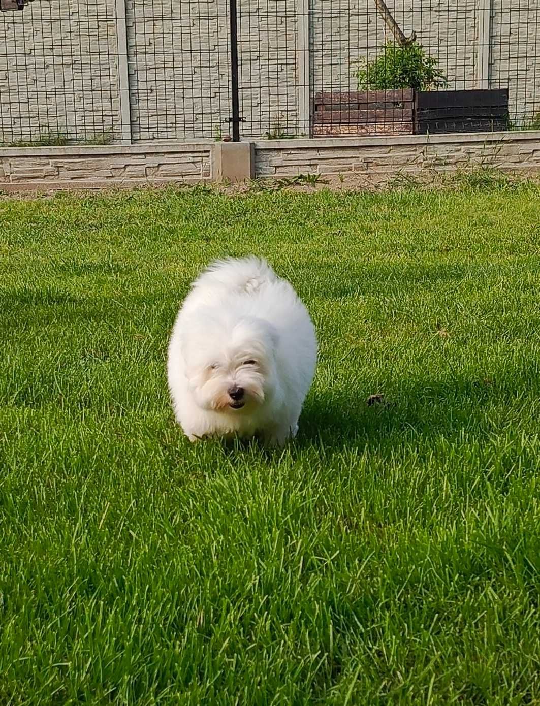 Coton de Tulear - pies