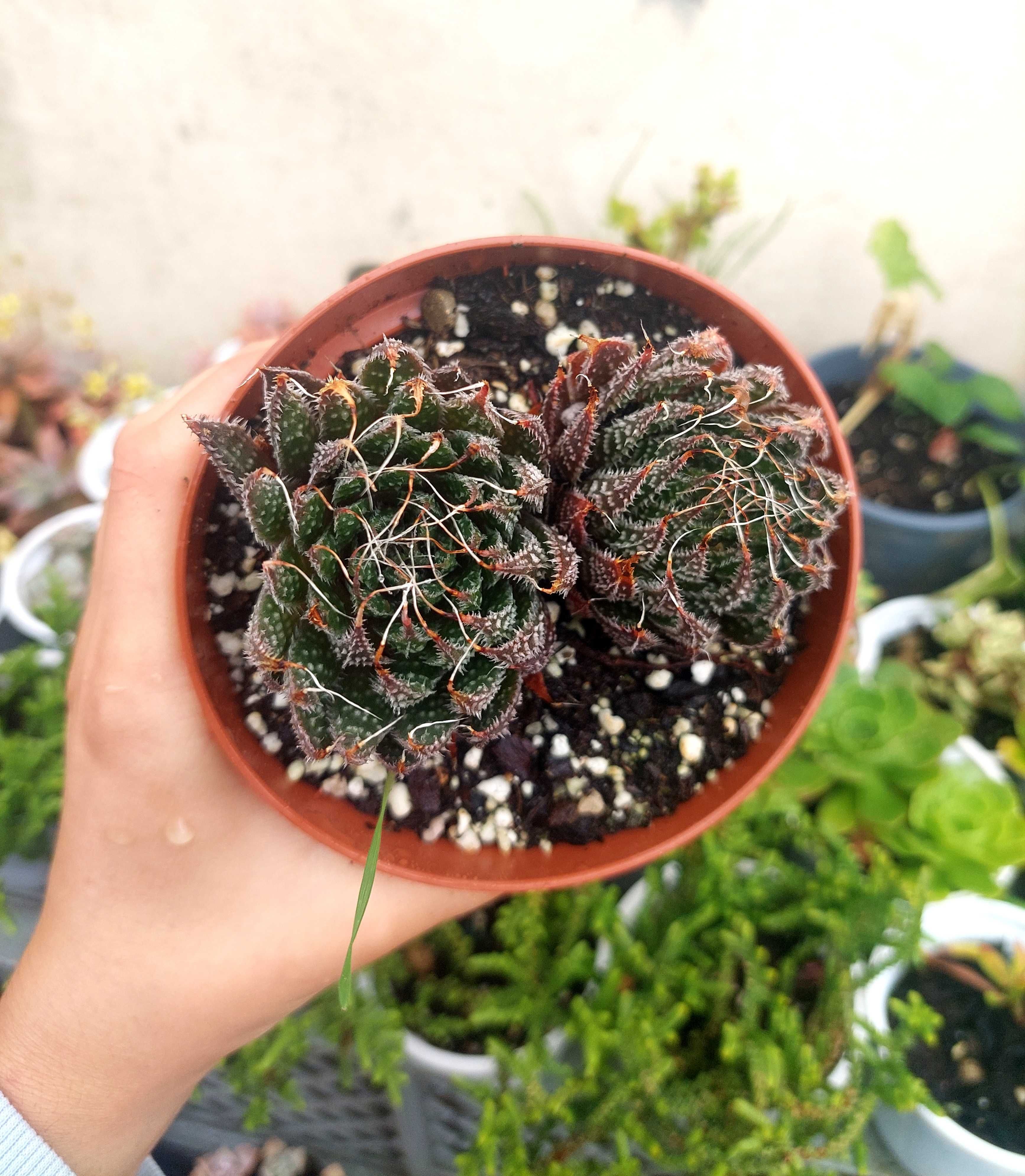 Suculenta Aloe aristata