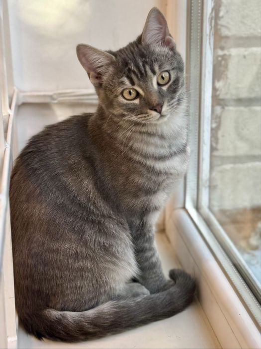 Кошенята,4 міс,оброблені від бліх,глистів,вакциновані,ходять на лоток