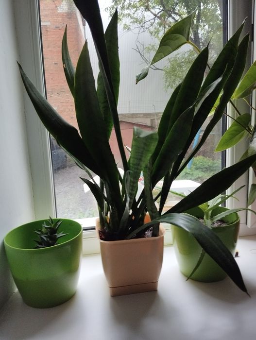 Продам вазон тещин язик