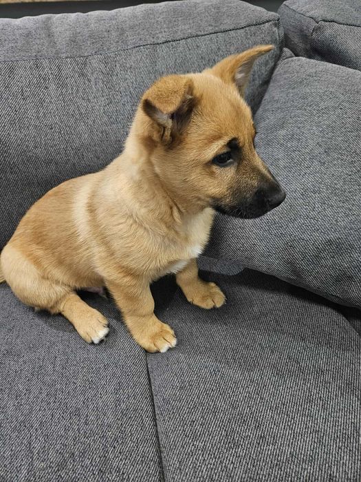 Mały bystry szczeniak, Maksio