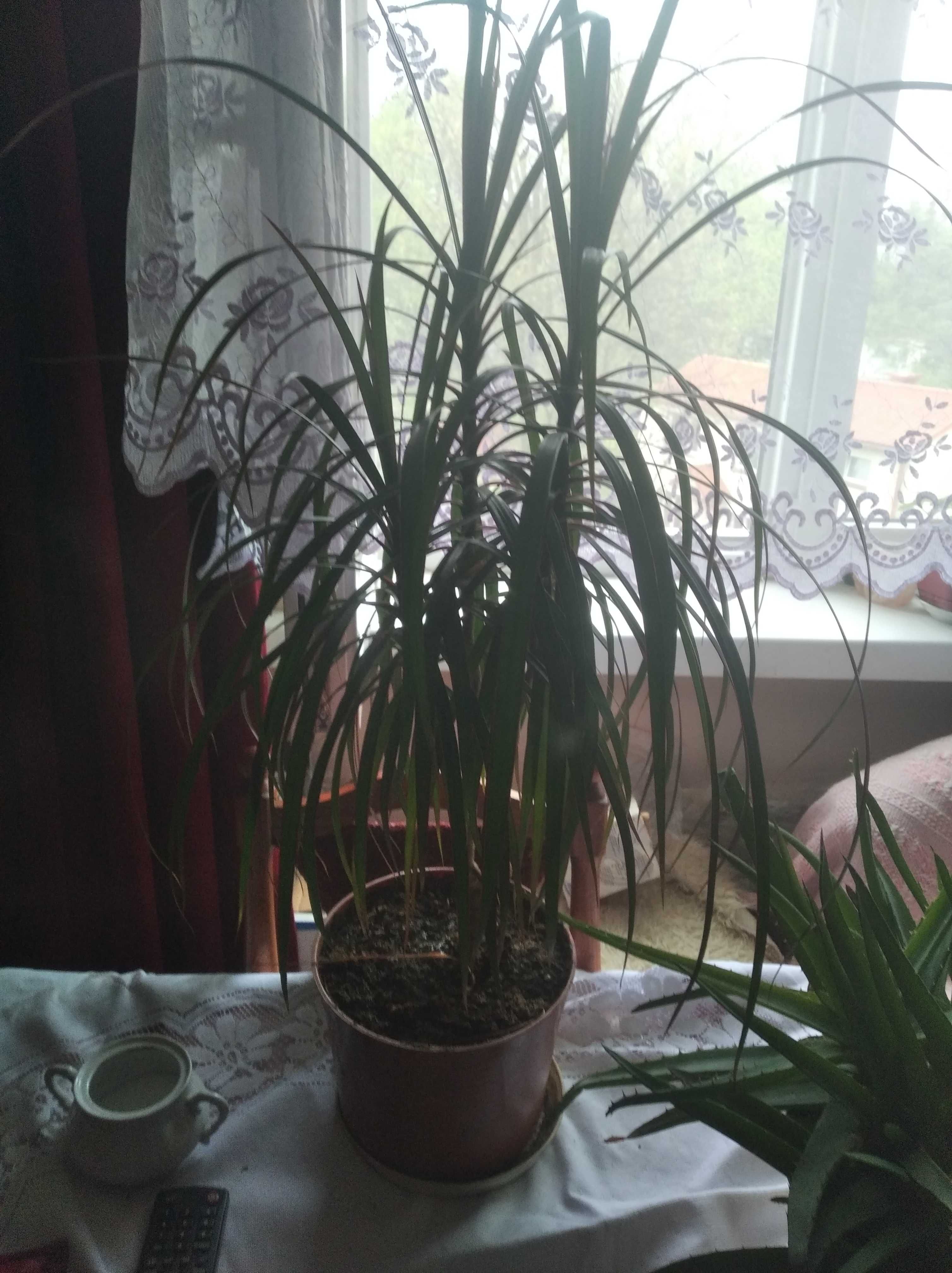 Kwiat doniczkowy DRACENA Wąskolistna