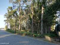 Terreno industrial junto à estação do metro de Modivas