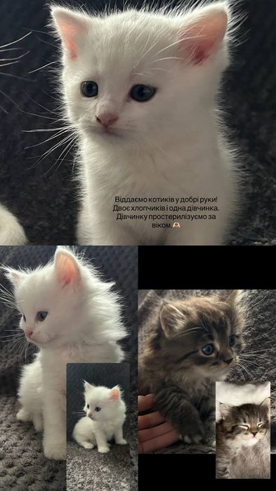 Безкоштовно віддамо котиків в добрі руки