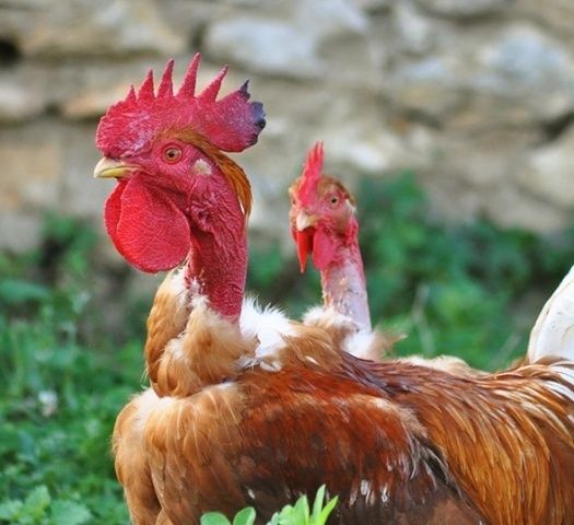 Інкубаційне яйце курей качок гусей індиків  бройлер оптом та в роздріб