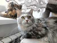 Adopcja Maine coon kotka srebrzysta szylkretka rodowód FPL