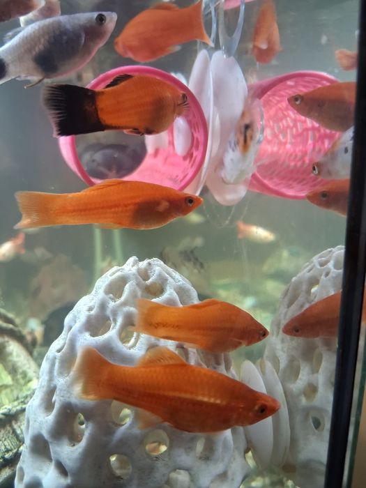 Vendo/troco peixe espada