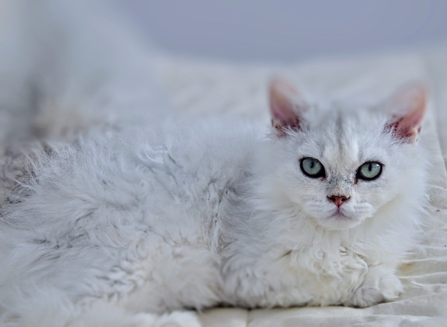 Piękny srebrny kocurek Selkirk rex