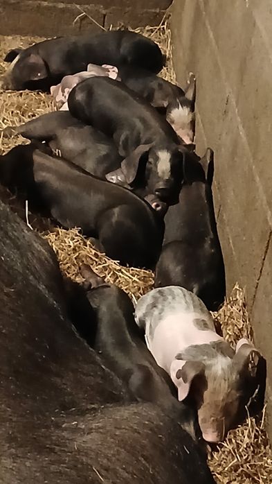 Leitões para assar  ou criar