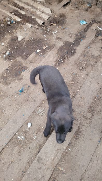 Цуценя Лабрадор, дівчинка.