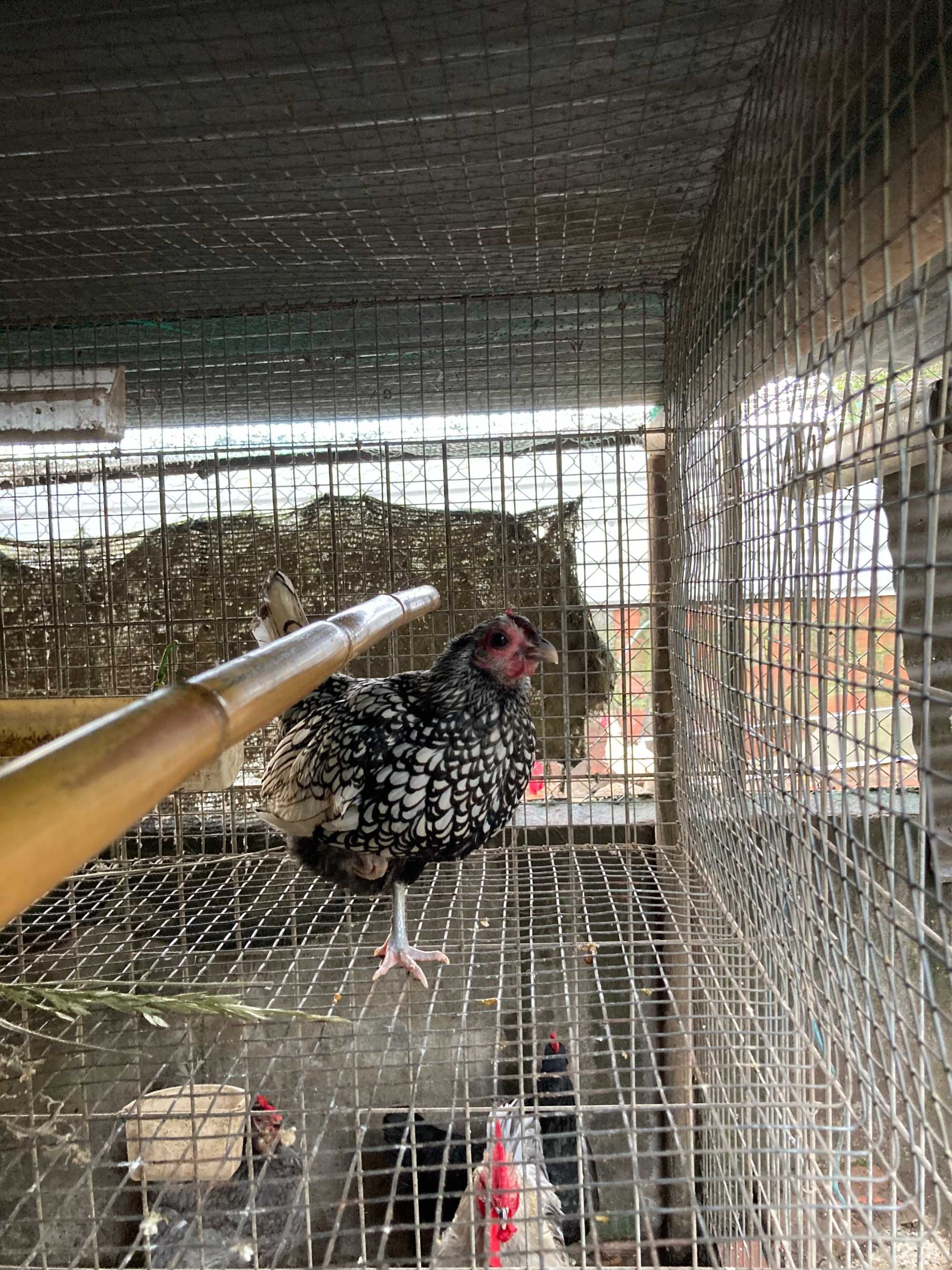 Ovos fecundados e pintos de várias galinhas de raça.