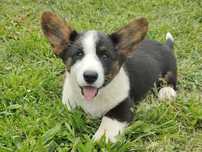 Welsh Corgi Cardigan zapowiedź- ZKwP,26 lat hodowli Rivulus FCI