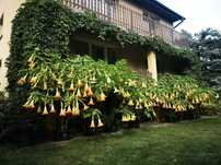 Datura brugmansia  duże wieloletnie biała żółta róż łosoś  wyprzedaż