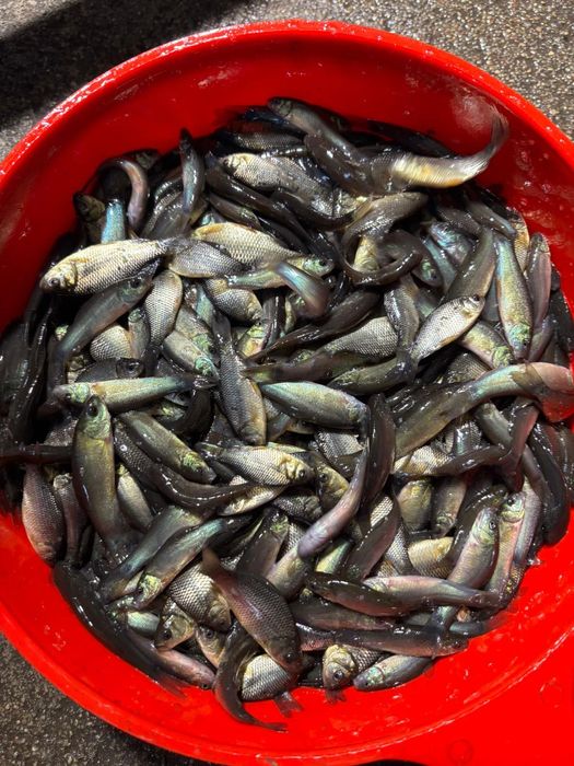 Narybek lin, karaś 200szt