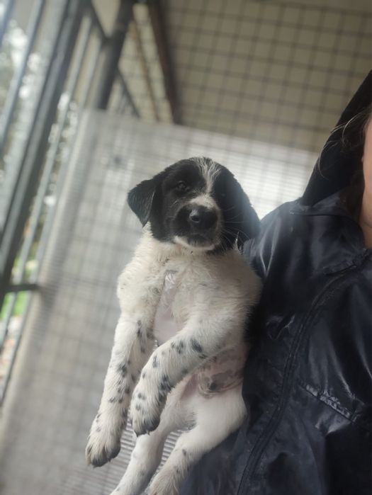 Bebés xCão de Gado Transmontano