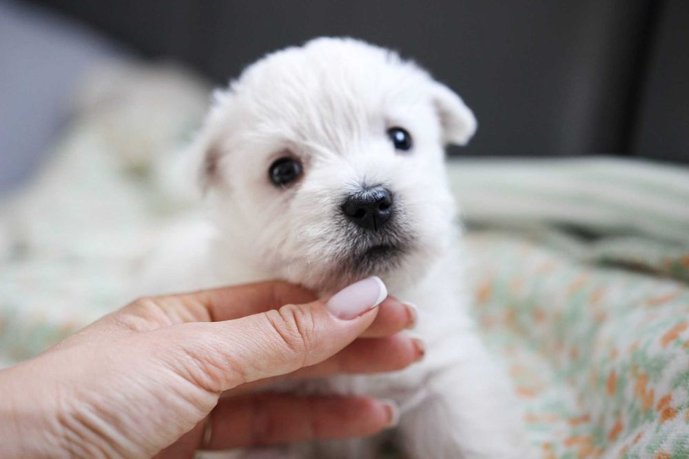 Piesek West Highland White Terrier ZKWP FCI