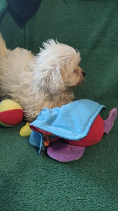 Maltipoo puchata kilka chłopiec Warszawa pudel maltańczyk